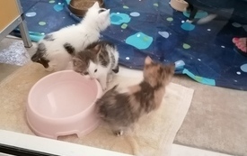 Trzy małe kotki obok r&oacute;żowej miski do karmienia.