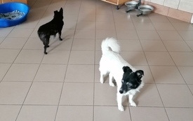 Dwa psy jeden biały z czarną głową, drugi czarny. 