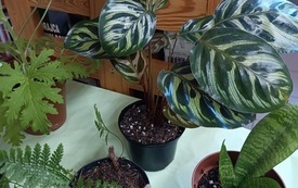 Kwiaty w doniczkach.